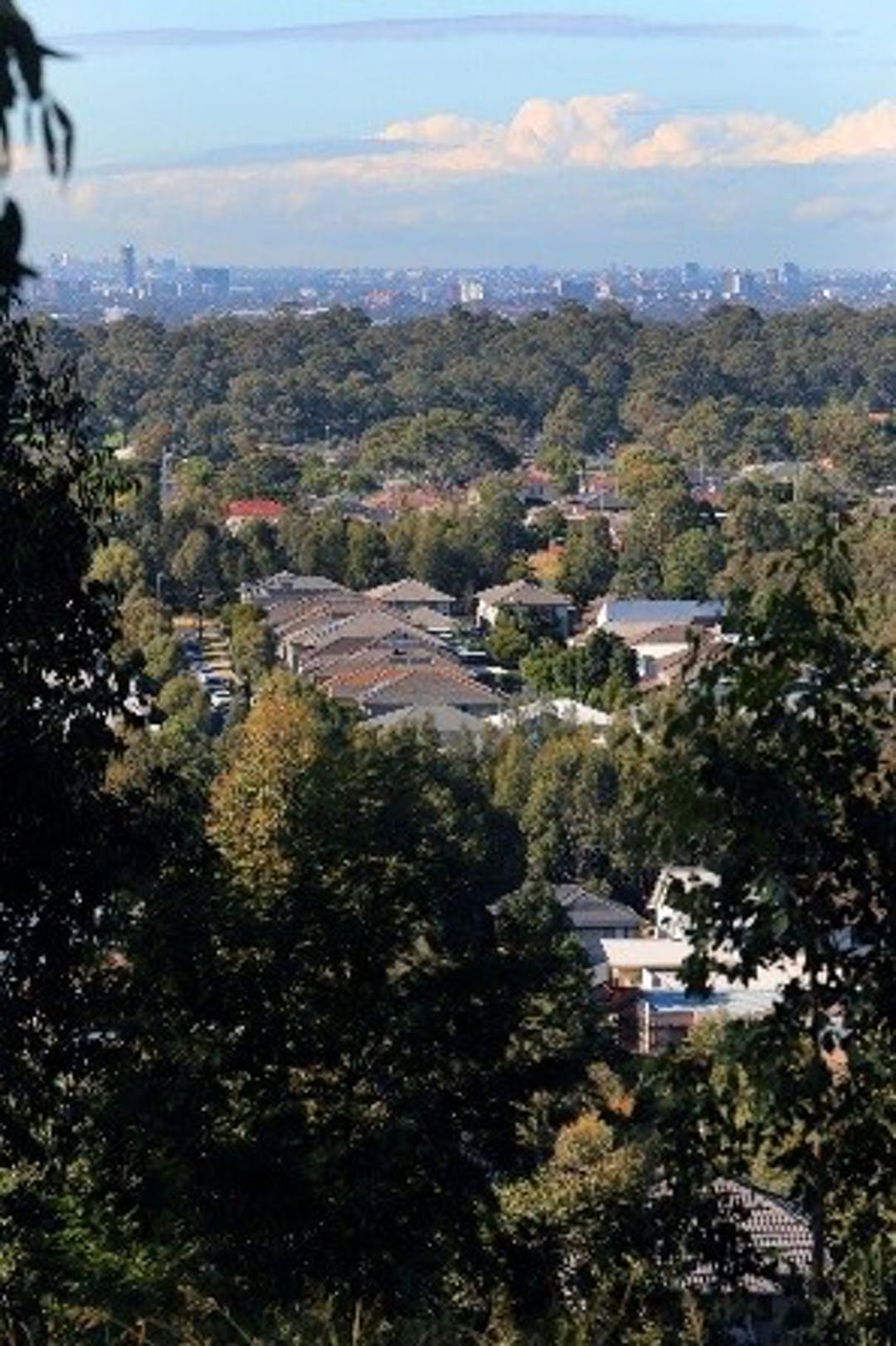 Arial shot of houses and trees