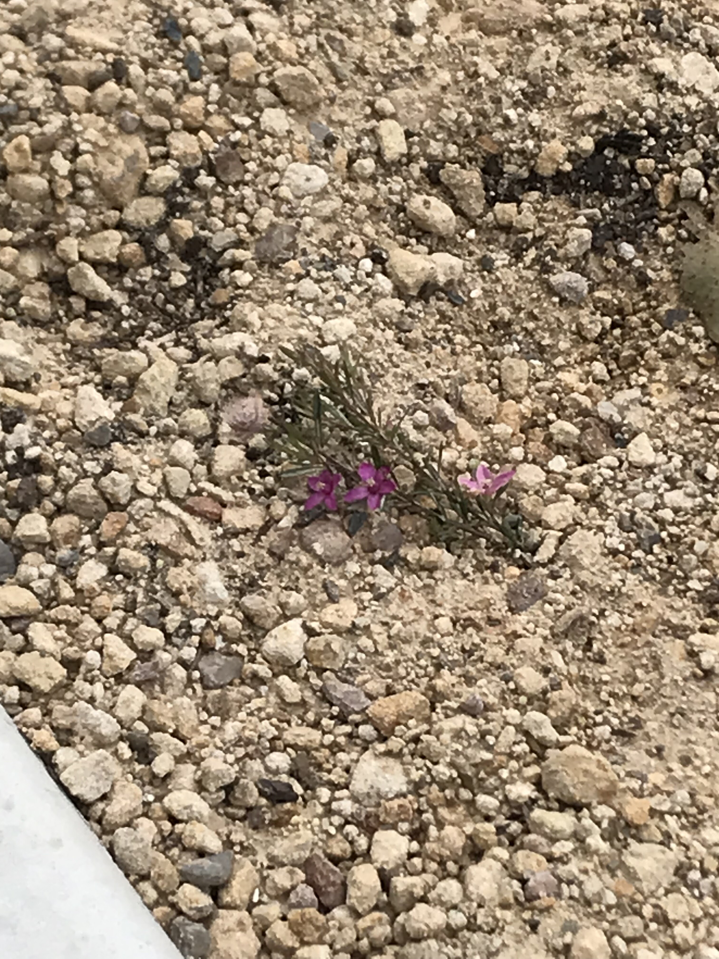 Purple flowers in woody meadow garden bed